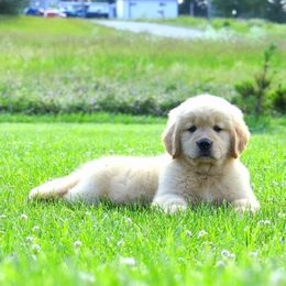 Golden Retriever Puppies from Priderock Golden Retrievers