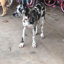 Great Dane and Miniature Schnauzer Puppies from River Valley Great Danes