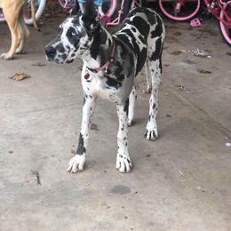 Great Dane and Miniature Schnauzer Puppies from River Valley Great Danes