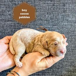 Cocoa Pebbles - Apricot male Goldendoodle puppy in Cambridge, Minnesota from Country Meadow Doodles