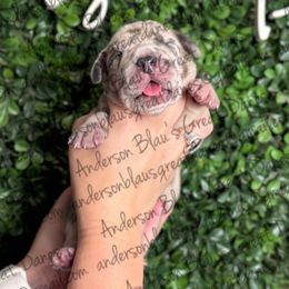 Sky - Merle female Great Dane puppy in Granbury, Texas from Anderson Blau’s Great Danes & French Bulldogs