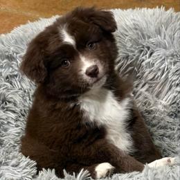 Elphaba - Red female Miniature American Shepherd puppy in Smithville, Arkansas from Cooper Creek Aussies