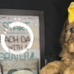 Nutty Buddy Sweet Thang - Goldendoodle puppy in Charlotte, North Carolina from Ben and Jerry Doodles