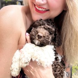 Lagotto Romagnolo Puppies from Anna’s Lagottos