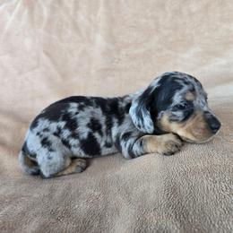 Murphy - Dapple male Dachshund puppy in Signal Mountain, Tennessee from Hot Diggity Doxens