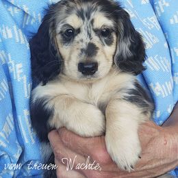 Trekker - Dapple male Dachshund puppy in Grants Pass, Oregon from vom Treuen Wachter