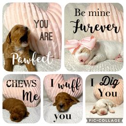 Cavapoo Puppies from Ruby's Cavapoos