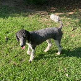 Sybil - Poodle