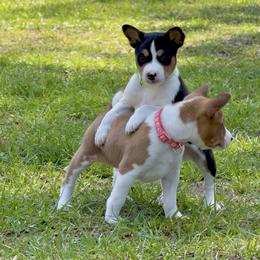 Yarrow - The skys the limit - Tri-color male Basenji puppy in Cleveland, Georgia from Blue Diamond Basenjis
