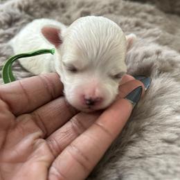 Donatello - White male Maltipoo puppy in Raleigh, North Carolina from Loveable Litters