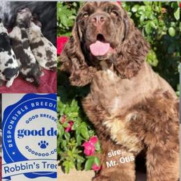 Odis - Cocker Spaniel