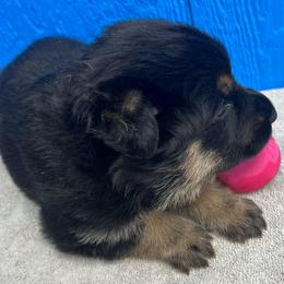 Girl 4-yellow - Black and tan female German Shepherd puppy in Sharon Grove, Kentucky from Julie’s Shepherds
