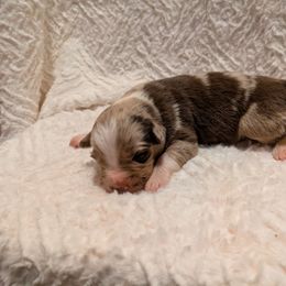 Rooibos - Red merle male Australian Shepherd puppy in California from Skiba Aussies