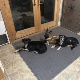 Belgian Malinois All Grown Up from Stellar Malinois