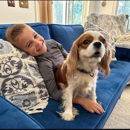 Ginger - Cavalier King Charles Spaniel
