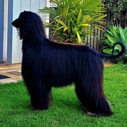 Afghan Hound All Grown Up from Maringal Sams n Ghans