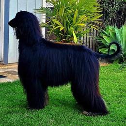 Afghan Hound All Grown Up from Maringal Sams n Ghans