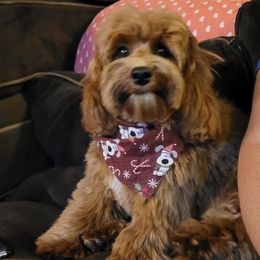 Scotch - Cavapoo