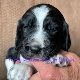 Boy 1 - Black and white male English Springer Spaniel puppy in Cheyenne, Wyoming from Rocky Mountain Springer Spaniels