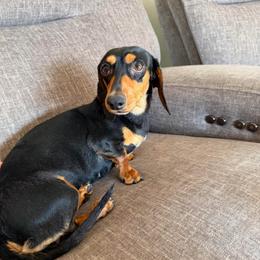Baby - Black and cream female Dachshund puppy in Tonopah, Arizona from Brandie's Dachshunds