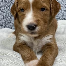 Goldendoodle Puppies from Cane Creek Goldendoodles