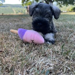 Girl 1 - Salt and pepper Miniature Schnauzer puppy in New York from Krystal