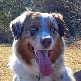 Penny - Australian Shepherd