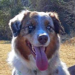 Penny - Australian Shepherd