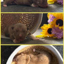 Brook - Red and white female Siberian Husky puppy in Canton, Ohio from Bleu Skies Siberian Huskies