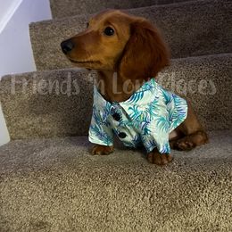 Dachshunds from Friends ‘n Low Places Dachshunds of Texas