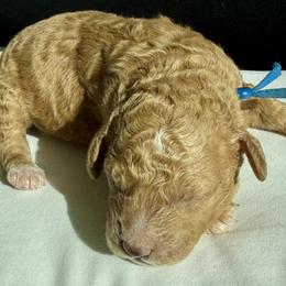 Goldendoodle Puppies from As You Wish Doodles
