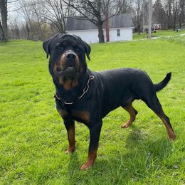 Storm Blitz Haus of Lazic - Rottweiler