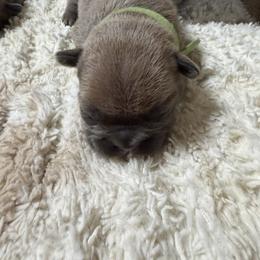 French Bulldog Puppies from B’s Frenchies