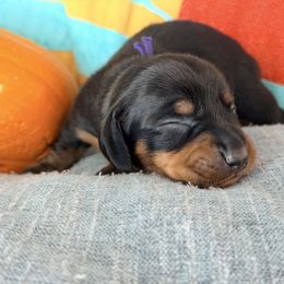 Boo (purple) - Black and tan male Dachshund puppy in Loris, South Carolina from Dogwood Mountain Dachshunds