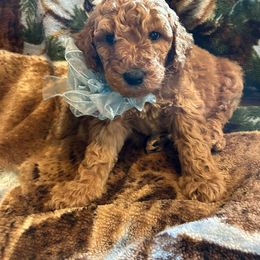 Poodle Puppies from Lisa Riley