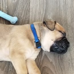 Bullmastiff Puppies from Faulkner Bullmastiffs