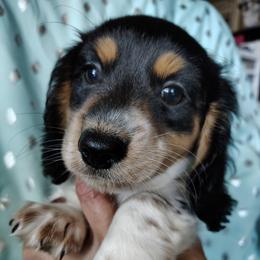 Boy 2 - Piebald male Dachshund puppy in Clayton, Indiana from Love Struck Miniature Dachshunds