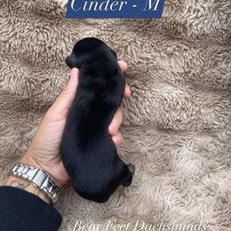 Cinder - Black and cream male Dachshund puppy in Rogue River, Oregon from Bear Feet Dachshunds