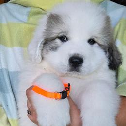Enzo - White and badger male Great Pyrenees puppy in Antwerp, New York from Empyre Great Pyrenees