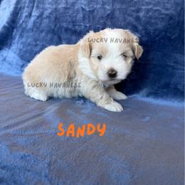 SANDY - Gold male Havanese puppy in Fielding, Utah from LUCKY HAVANESE