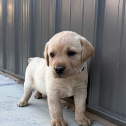 Purple - Yellow female Labrador Retriever puppy in Derby, Kansas from Wheatland Retrievers
