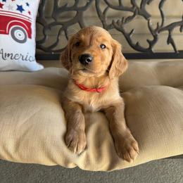 Red Collar Boy - Dark golden male Golden Retriever puppy in Bristol, Tennessee from The Dogstead