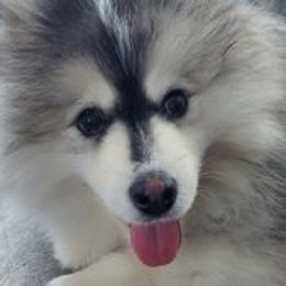 Sabre - Pomsky