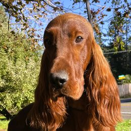 Caleb - Irish Setter