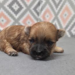 Pookie SMALL - Gold female Morkie puppy in Monticello, Iowa from Ashley’s Puppies