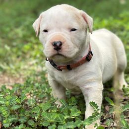 Peppa - White American Bulldog puppy in Pace, Florida from Genesis American Bulldogs