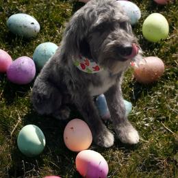 Duke - Aussiedoodle