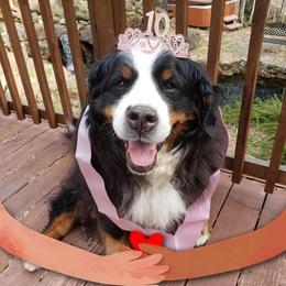 Bernese Mountain Dogs from Jura BMD