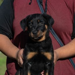 Hoarfrost - Black and rust male Beauceron puppy in Medina, Ohio from Beaucerons Des Vents