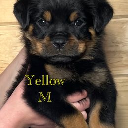 Rottweiler Puppies from Obsessions Rottweiler